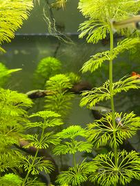 Piante a crescita rapida