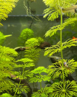 Piante a crescita rapida