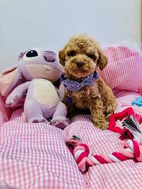 Cucciola toy femmina albicocca