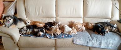 Chihuahua cuccioli