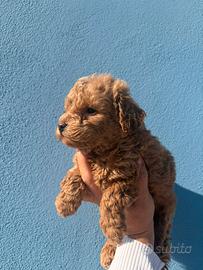 Barboncini e maltipoo