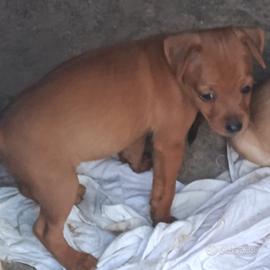 Cucciola di Pincher nano