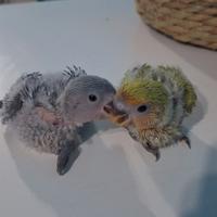 Inseparabile allevato a mano