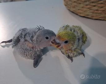 Inseparabile allevato a mano
