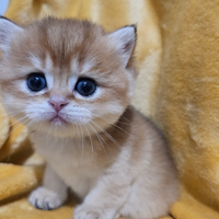 3Meravigliosi cuccioli maschi british Shorthair