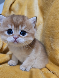 3Meravigliosi cuccioli maschi british Shorthair