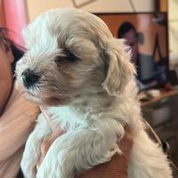 Maltipoo femminuccia adorabile