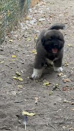 Cuccioli pastore del Caucaso