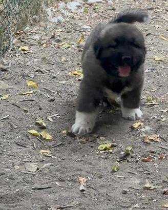 Cuccioli pastore del Caucaso