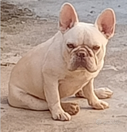 Bull dog francese