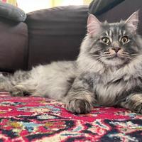 Maine Coon Maschio disponibile per accoppiamento