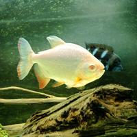Colossoma albino (piranha erbivoro)