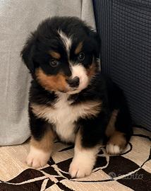 Cucciole pastore australiano