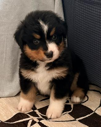 Cucciole pastore australiano