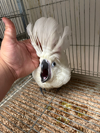 Pulli cacatua alba