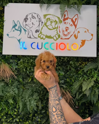 Barboncino toy maschio e femmina