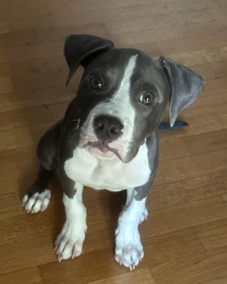 Cucciolo pitbull maschio