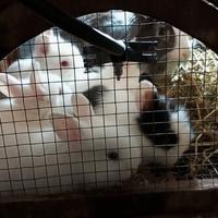 Conigli a pelo lungo testa di leone