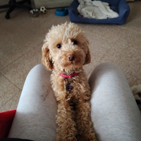 Cagnolina maltipo