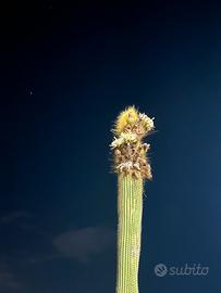 Talee cactus boliviano