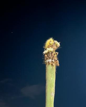 Talee cactus boliviano