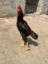 Aseel Shamo e Galline