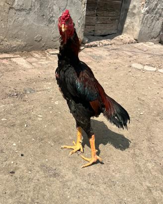 Aseel Shamo e Galline
