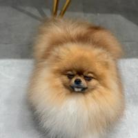 Spitz nano Pomerania