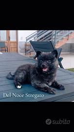 Cuccioli di volpino 