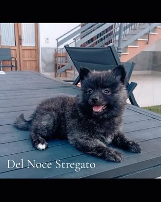 Cuccioli di volpino 