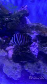 Acquario