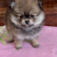 Spiz nano tedesco Pomerania