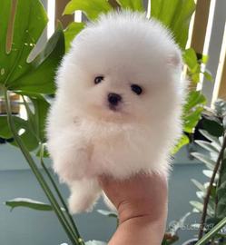 Spitz di pomerania mini bianchi
