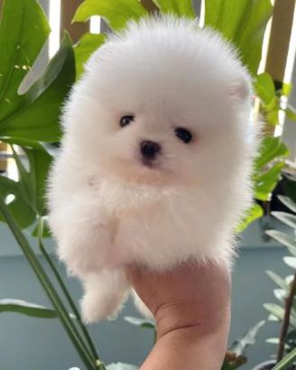 Spitz di pomerania mini bianchi