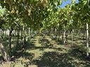 terreno-a-san-bonifacio-vr-
