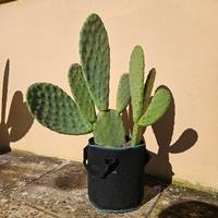 Cactus (65 cm)