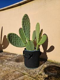 Cactus (65 cm)