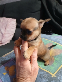 Chihuahua toy