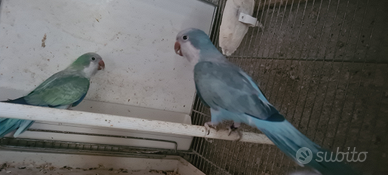 Parrocchette del monaci