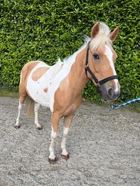 Pony 130cm 5 anni