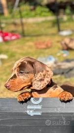Cuccioli di bassotti arlecchino maschi e femmine