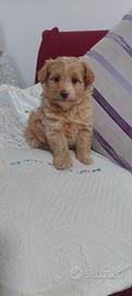 barboncino volpino ( pomapoo)