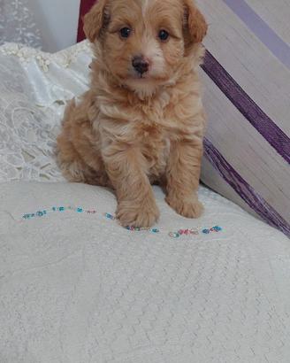 barboncino volpino ( pomapoo)