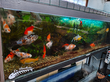 Pesci rossi colorazioni miste