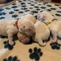 Cuccioli di Labrador Retriever manto nero giallo