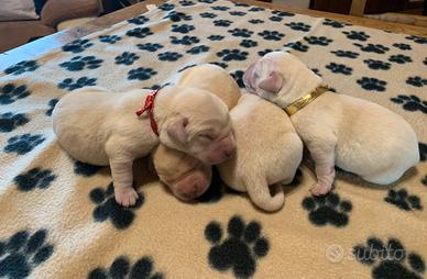 Cuccioli di Labrador Retriever manto nero giallo