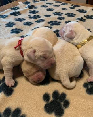 Cuccioli di Labrador Retriever manto nero giallo
