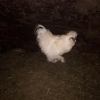 Gallo razza Moroseta