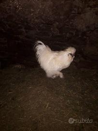 Gallo razza Moroseta