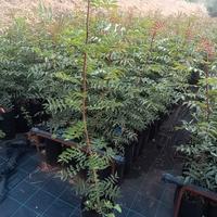piante UCB1  portainnesto pistacchio 